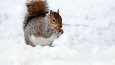 Una ardilla come una fruta en medio de la nieve