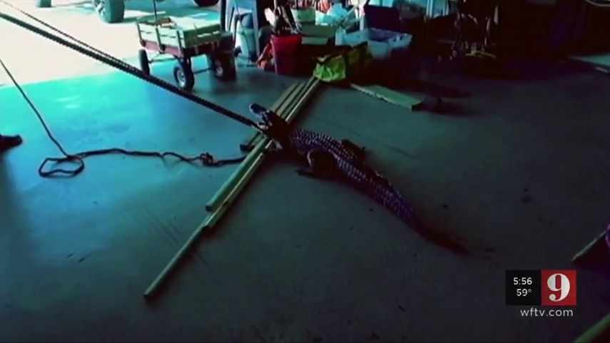 El matrimonio llamó de inmediato a las autoridades, que enviaron un cazador de caimanes a su vivienda.