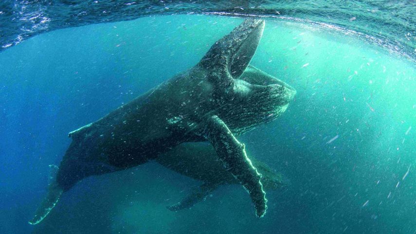 La serie contará en su versión original con la voz de Sir David Attenborough y también con narradores nativos en diez idiomas, incluyendo a Salma Hayek para Latinoamérica y a Cruz para España.