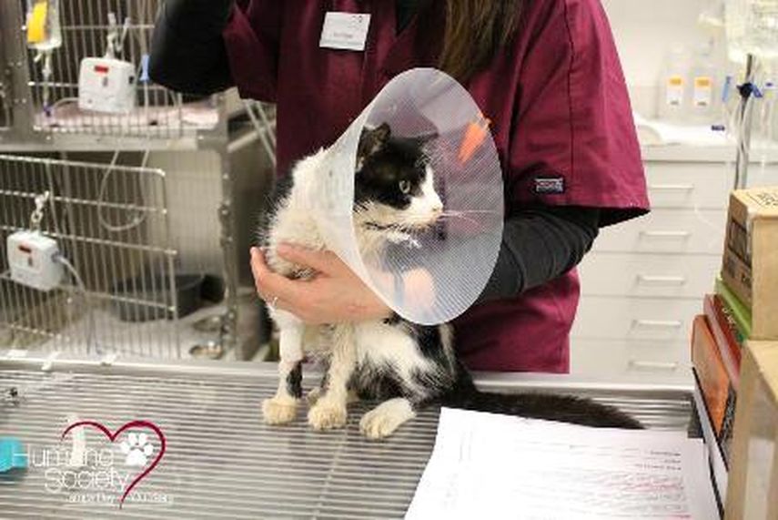 El martes el felino fue operado para extirparle el ojo, coser su mandíbula e insertarle una sonda gástrica. (Sociedad Humanitaria de Tampa Bay)