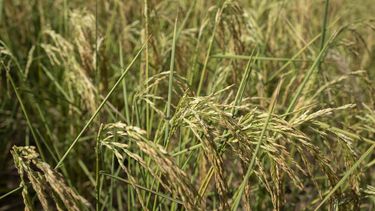 Plantas de arroz amarillean mientras sopla el viento en un campo de cultivo en Muer, a las afueras de Chonqing, China, el domingo 21 de agosto de 2022.&nbsp;