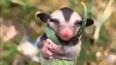 la tierna imagen de una cria zarigüeya durmiendo abrazada a una planta que se ha hecho viral