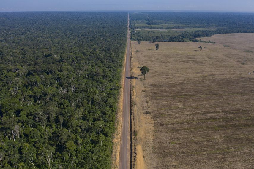 Las aves amazónicas están mutando debido al cambio climático