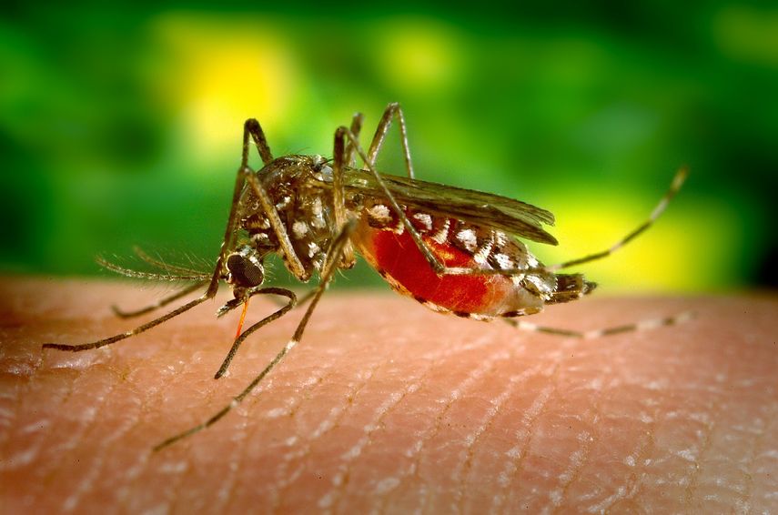 Los virus del Zika y el dengue están estrechamente relacionados.