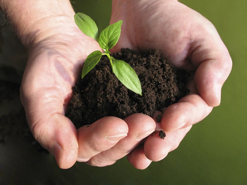 Cada 1 de noviembre se celebra el Día Mundial de la Ecología.&nbsp;