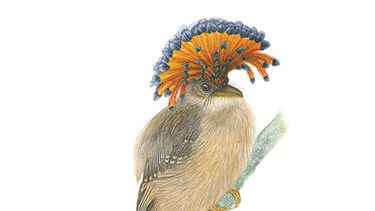 El Museo Nacional de Ciencias Naturales de Madrid expone las acuarelas de fauna neotropical pintadas de Viviane Chonchol.