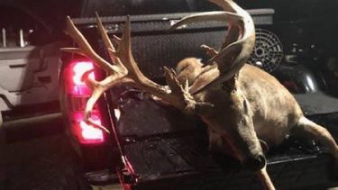 Las autoridades vigilan de cerca el rebaño local de venados cola blanca.