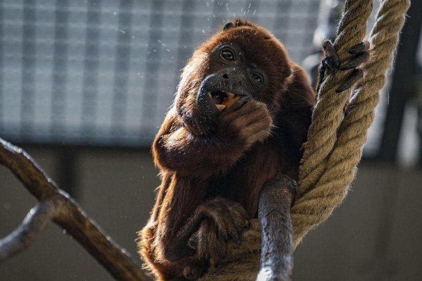 El gobierno mexicano considera a los monos aulladores una especie “en peligro de extinción” y prohíbe su venta o captura. Un nuevo informe sugiere que el tráfico de especies silvestres y en peligro de extinción es común en México y ocurre principalmente por internet.