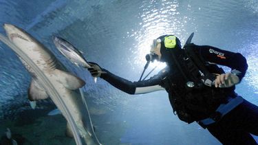Un buzo le da de comer a un tiburón en Kuala Lumpur.&nbsp;