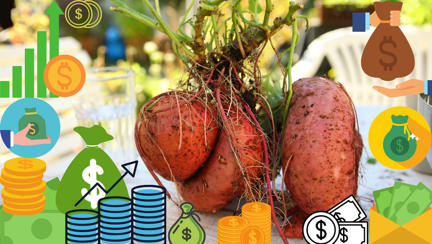 El boniato es uno de los productos que escasean en Cuba.&nbsp;