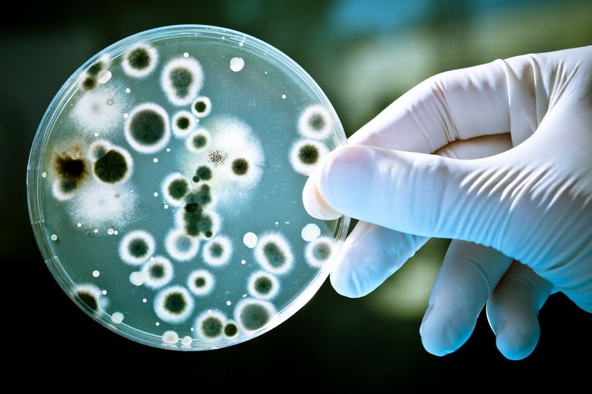 Bacterias por doquier.(Especial)