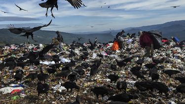 Competir con buitres y buscar entre la basura para sobrevivir en Honduras