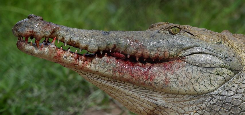 Un&nbsp;gran&nbsp;caimán estaba&nbsp;acampado contra la puerta de su garaje.