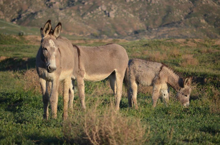 La organización benéfica británica The Donkey Sanctuary señaló que la industria del ejiao impulsa un enorme comercio global de pieles de burro, gran parte de él ilegal.