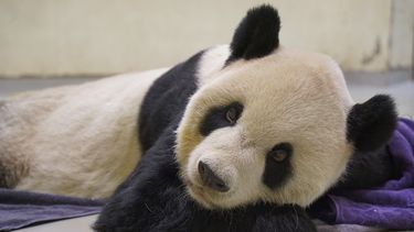 En esta fotografía proporcionada por el Zoológico de Taipéi, se muestra al panda gigante Tuan Tuan en el suelo de su recinto, el sábado 19 de noviembre de 2022 en Taiwán.