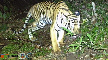 En esta imagen tomada por una cámara automática, un tigre de tres patas pasa por la selva el 6 de febrero de 2022 en el Parque Nacional de Khao Laem en Kanchanaburi, en el oeste de Tailandia. 