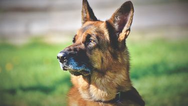 Pastor alemán predice sexo de bebé&nbsp;