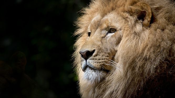 La desaparición de estos cuatro leones llega después de que en mayo escaparan otros cinco. Cuatro de ellos fueron capturados y regresaron al parque, pero el quinto sigue sin aparecer.&nbsp;