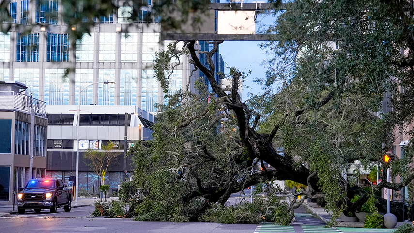 Un enorme árbol fue derribado en el centro de Tampa por los vientos asociados al huracán Milton