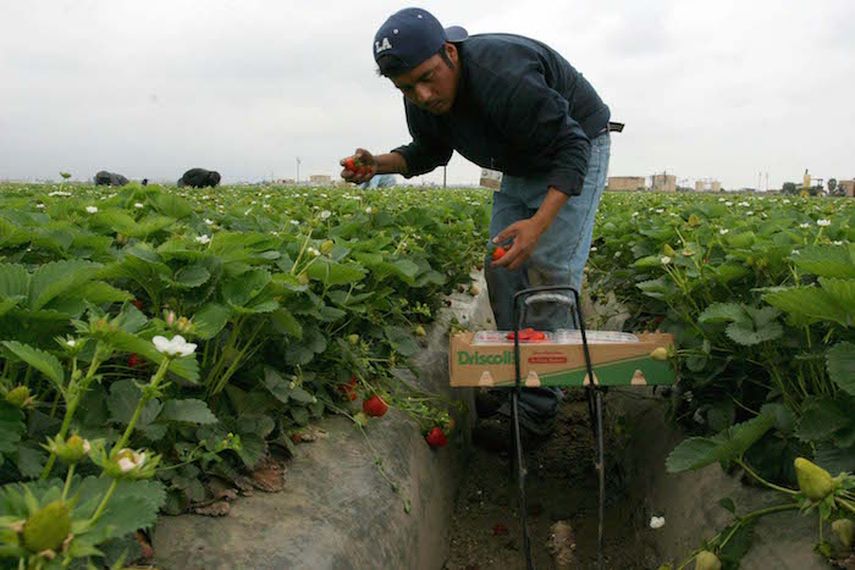 Un empleado recoge fresas.