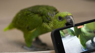 Un joven amazona nuquigualda muerde un celular utilizado para grabar un video dentro de un recinto en la Fundación de Conservación de Especies Raras en Loxahatchee, Florida, el viernes del 19 de mayo de 2023, casi dos meses después de que un contrabandista fuera detenido, según documentos judiciales, con 29 huevos de loro en el Aeropuerto Internacional de Miami a finales de marzo, cuando los pollos empezaron a salir del cascarón.&nbsp;