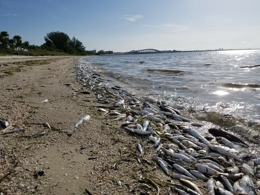En&nbsp;Sanibel Causeway, en las costas del Condado Lee, se aprecia el impacto de la marea roja en la vida silvestre.