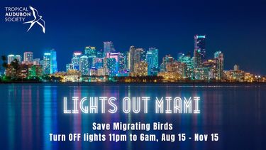 La campaña Lights Out Miami, promovida por Tropical Audubon Society, alienta a residentes en Miami a evitar la muerte de aves apagando la iluminación innecesaria, especialmente en los pisos superiores, entre la medianoche y el amanecer.