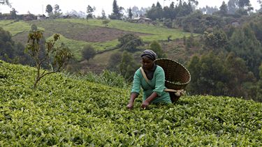 Pequeños agricultores de la provincia central de Muranga, al norte de Nairobi, luchan cada día para combatir el&nbsp;cambio&nbsp;climático