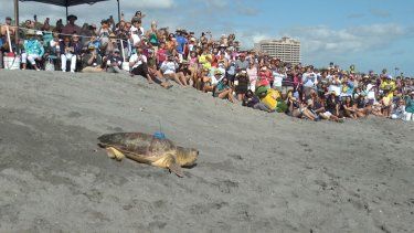 Una tortuga boba llamada Rocky es liberada al océano Atlántico el miércoles 15 de febrero de 2023, en Juno Beach, Florida. 
