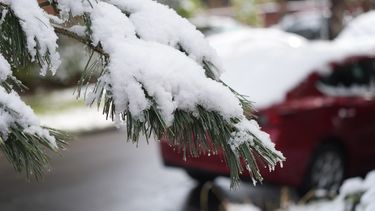 Nieve cubre las ramas después de una tormenta primaveral que cubrió la región con medio metro de nieve, el sábado 21 de mayo de 2022, en Denver.&nbsp;