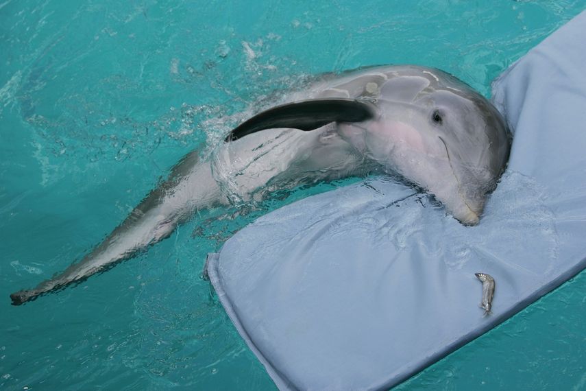 Winter, el delfín, descansa sobre su colchoneta en el Clearwater Marine Aquarium en Clearwater, Florida, 26 de julio de 2007.