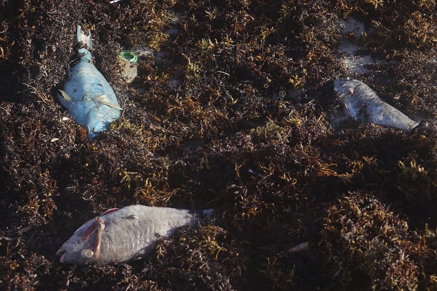 Peces muertos a causa de la marea roja registrada en 2018.