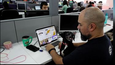 ¿llevar tu mascota al trabajo? estos datos te haran contemplar esta opcion