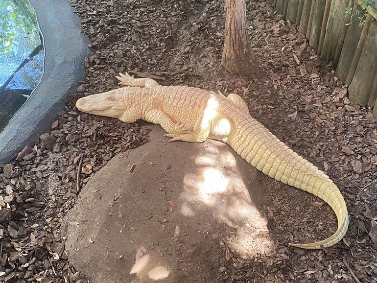 El caimán albino vive en Alligator Farm.