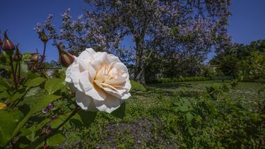 Una rosa de Bulgaria es fotografiada en el Jardín del Perfumero del Castillo de Versalles, el jueves 25 de mayo de 2023, al oeste de París.