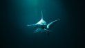 Tiburones se orientan con los campos magnéticos de la Tierra Tiburones se orientan con los campos magnéticos de la Tierra