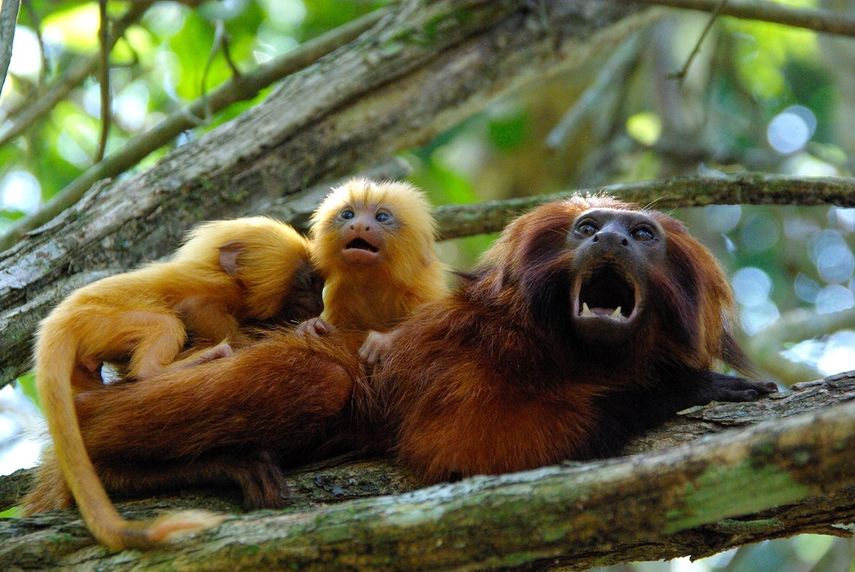 La foto sin fecha provista por AMLD en junio de 2020 muestra tit&iacute;s leoncitos, una especie de mono que solo vive en el medio silvestre en la selva atl&aacute;ntica brasile&ntilde;a.&nbsp;