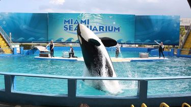 Lotita fue durante años una de las atracciones turísticas de Miami