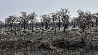 Esta foto de archivo tomada el 27 de agosto de 2019 muestra un área afectada por incendios forestales en el Parque Nacional Otuquis, en la ecorregión Pantanal de Bolivia, al sureste de la cuenca del Amazonas. Las peores pérdidas se registraron en Brasil, tres veces más alto que el siguiente país más alto, la República Democrática del Congo, según un informe de Global Forest Watch basado en datos satelitales. &nbsp;