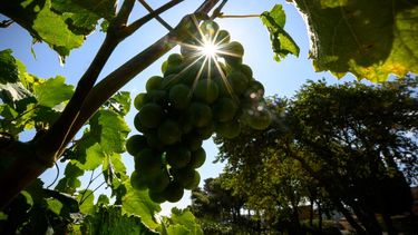Un racimo de uvas se muestra en los viñedos de Chateau de Ciceron, en Ribaute, suroeste de Francia, el 26 de julio de 2023. Los viñedos franceses se han adaptado al calentamiento global plantando variedades de uva de Portugal y España.  