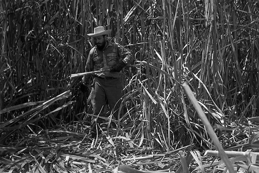 Hubo una vez, recién llegado al poder, que a Castro le entusiasmaba la idea de que la Isla siguiera siendo la azucarera del mundo. Y como siempre fue hombre de majomías, cogió majomía con la caña. Quiso que hasta el gato fuera a cortar caña,