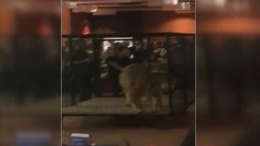 Captura de un video obtenido por Local10 que muestra al tigre enjaulado en medio de la fiesta de gracuación.