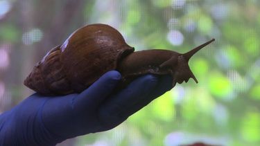 Imagen referencial de un caracol africano.&nbsp;