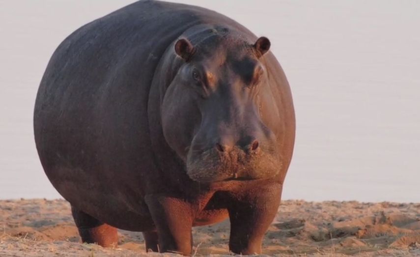 Nuevas investigaciones cuestionan la vieja idea de que nuestros primeros ancestros portadores de armas contribuyeron a la desaparición de la megafauna en África hace millones de años.