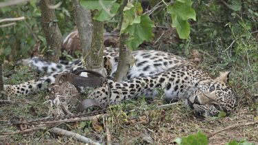 En esta imagen de noviembre de 2014 proporcionada por el Wildlife Trust of India, un leopardo en una trampa en un bosque de Karnataka, India.&nbsp;