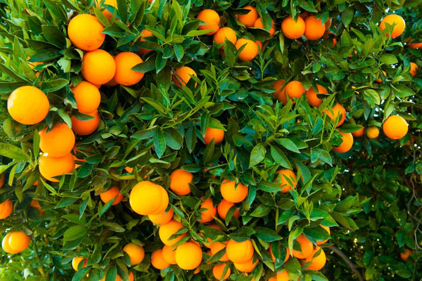 Siguen los problemas para el cultivo de cítricos de Florida