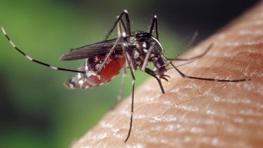 desarrollan sangre falsa para luchar contra los mosquitos