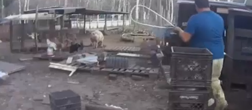 La organización asegura que en dichos mataderos se torturan a los animales.