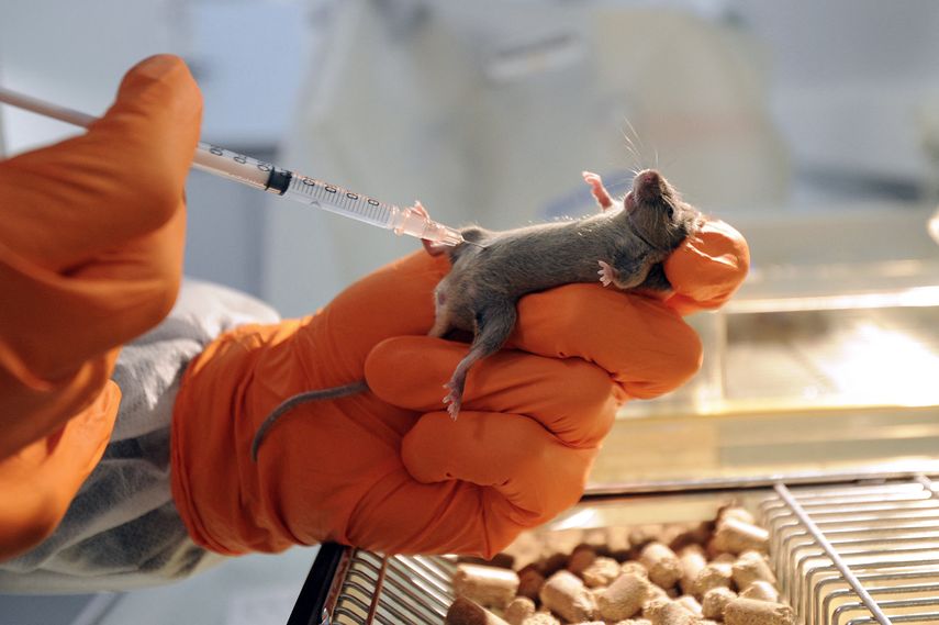 Abogan por reducir el uso de animales en experimentos