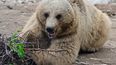 Para proteger la vida silvestre se debe considerar no solo la pérdida delhábiata, sino también ldónde y cómo hay presencia humana. (AFP)